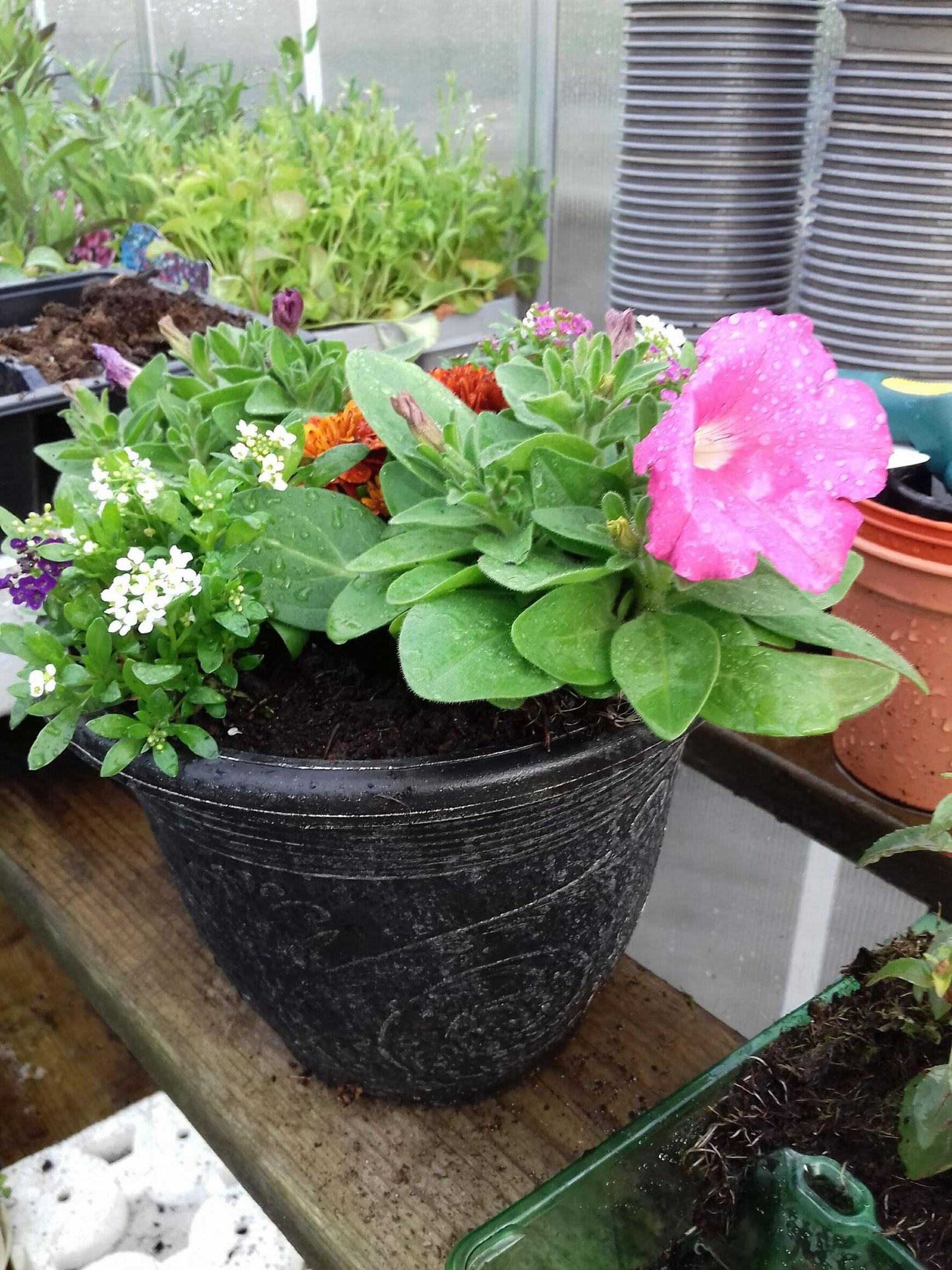 Alhambra Planter & Spring Flowers FREE Portsmouth Delivery