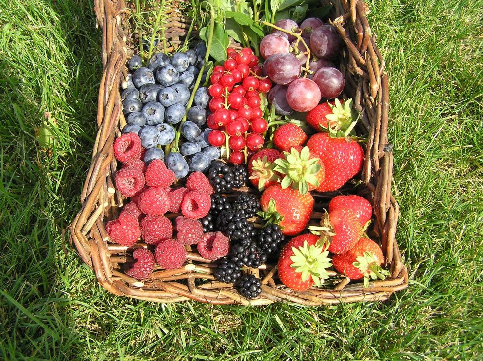 Fruit