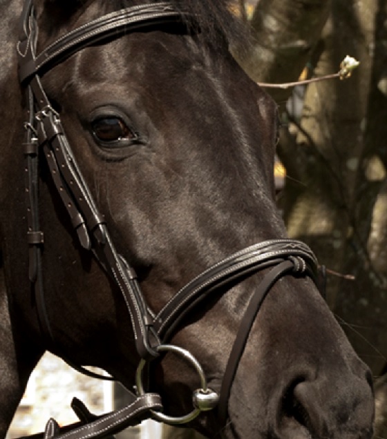 FSS German Baroque Comfort Dressage Bridle – Drop Noseband With Gold Piping (Black, Brown, Burgundy, Or White)