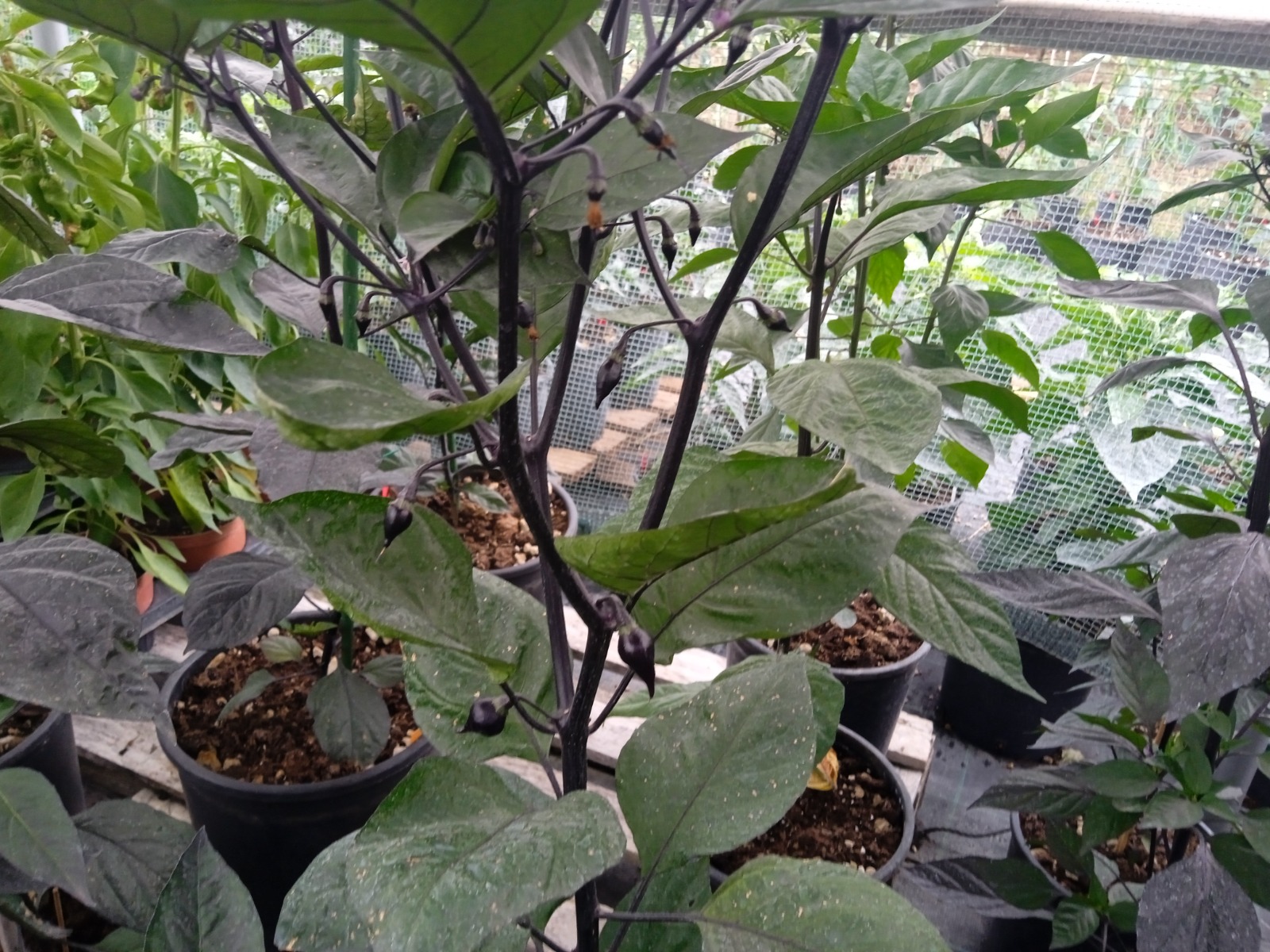 10+ Semi/Seeds Chupetinho Black