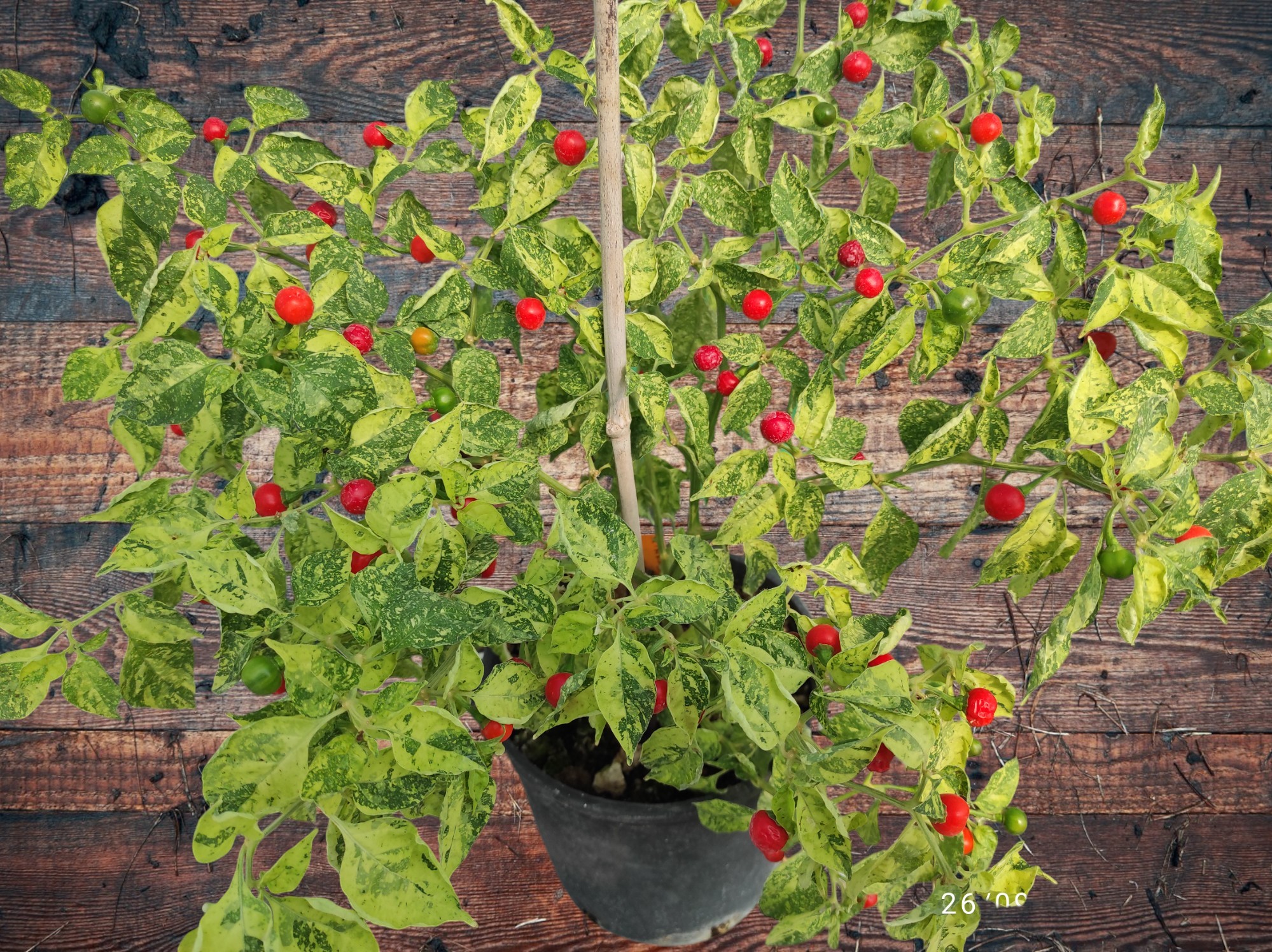 10+ Semi/Seeds Pepper Ninfadora