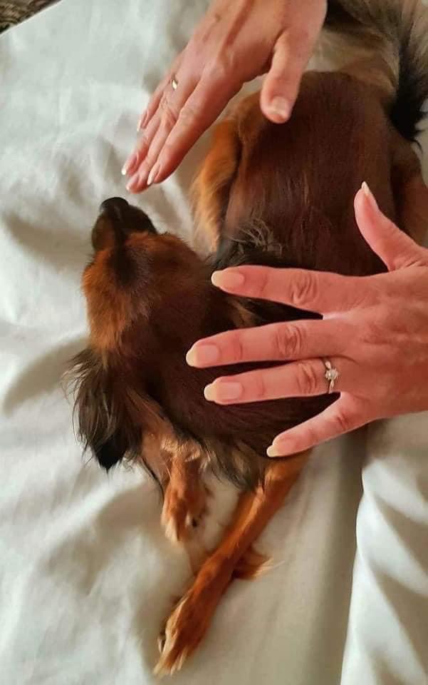 Spiritual Animal Healing Program