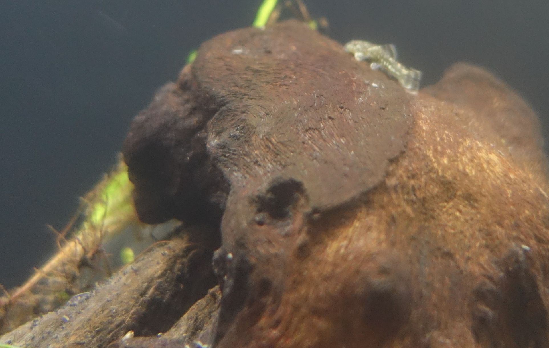 Bristlenose Pleco Normal