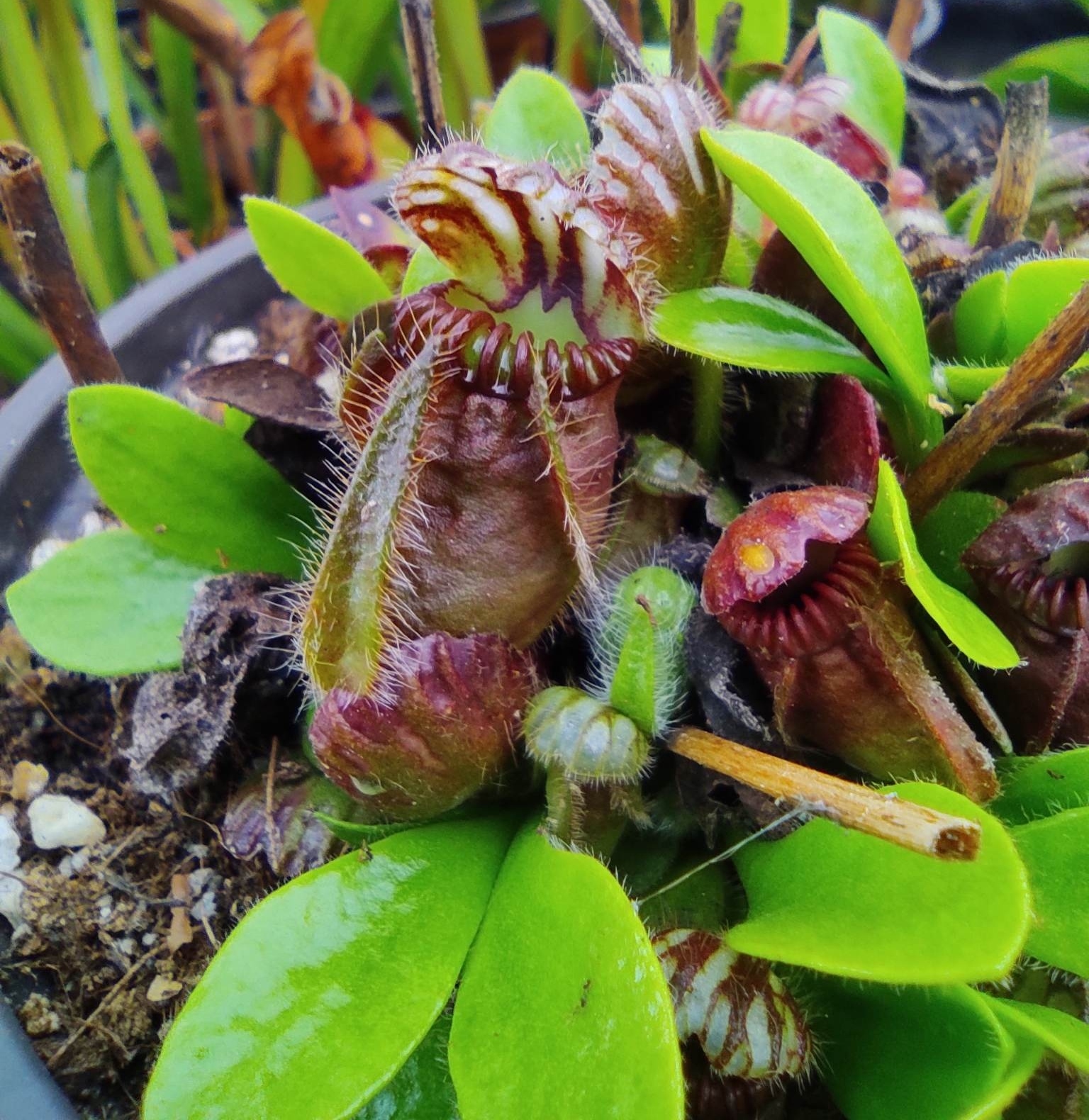 Cephalotus follicularis HMZ×SOHG Cephalotus follicularis