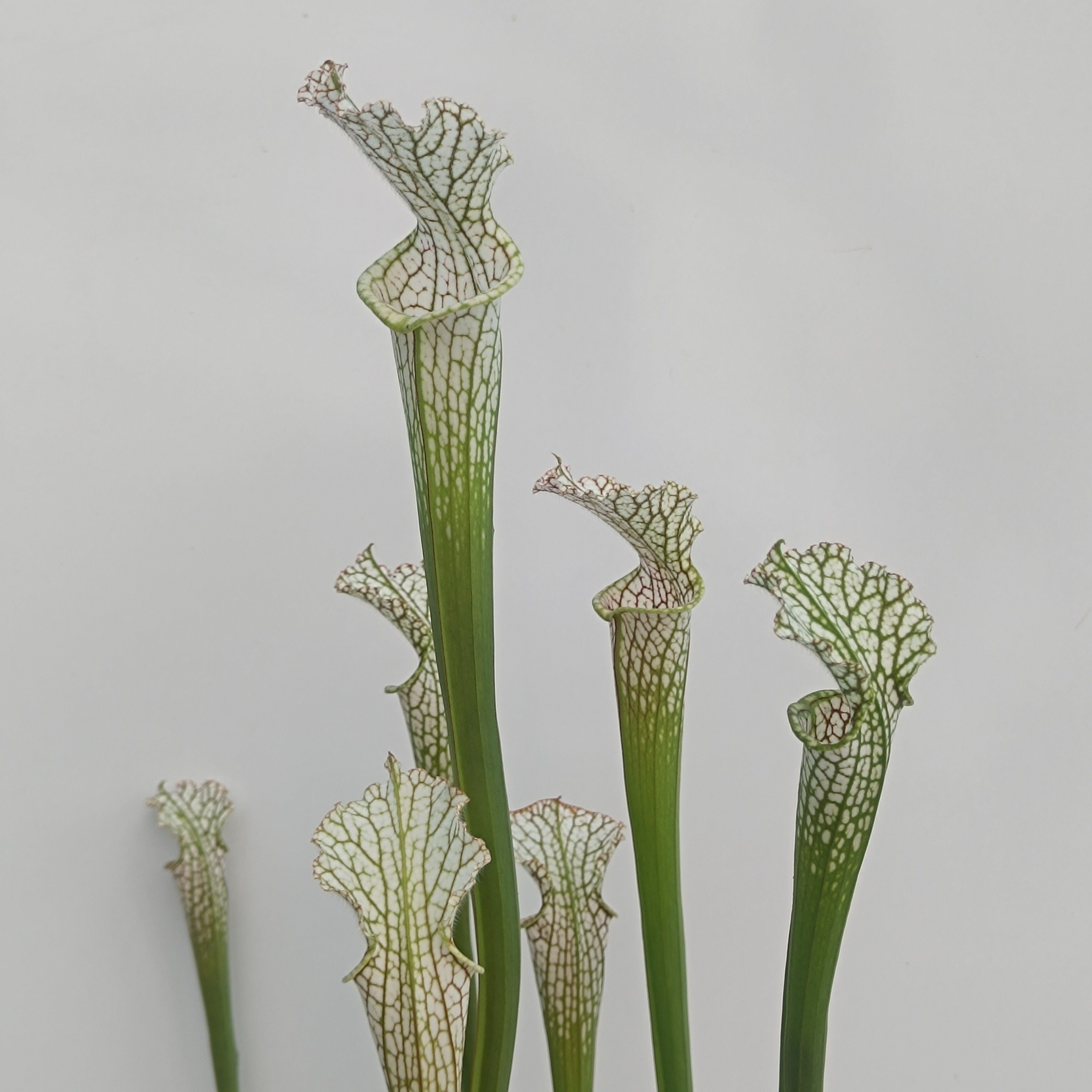 ボタニカ キャニスター / Lathyrus tuberosus ボタニカ キャニスター / Lathyrus tuberosus