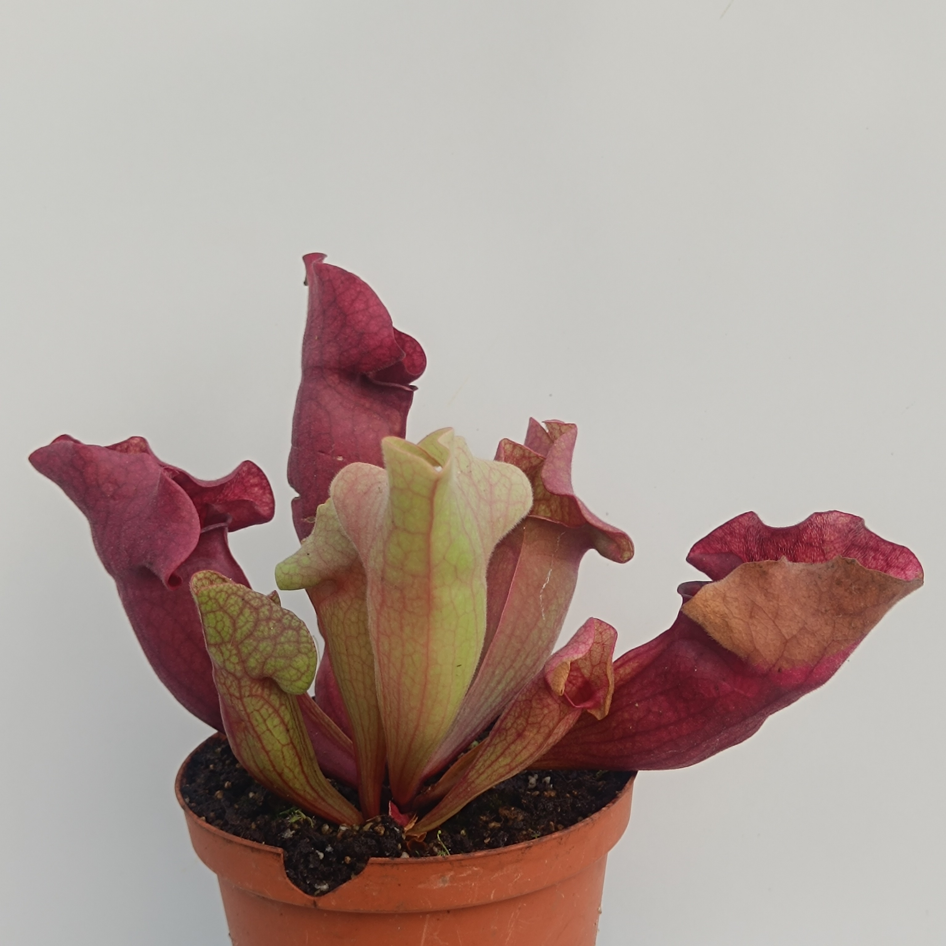 Sarracenia purpurea 'EVELINA', lipless