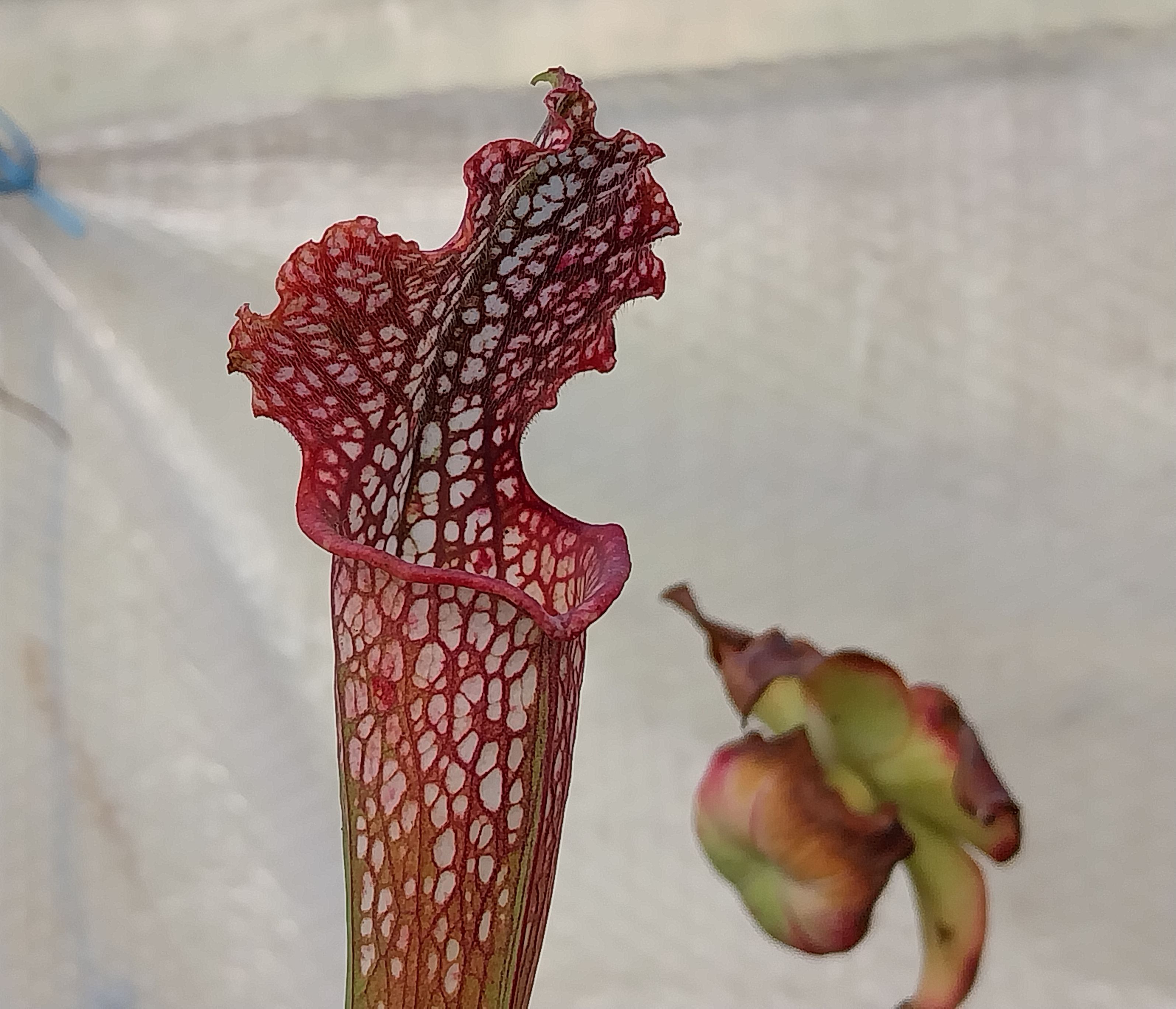 ラベンダー ローズマリー 庭の鉢植えのラベンダーとローズマリー「mygardenの花だより （庭の