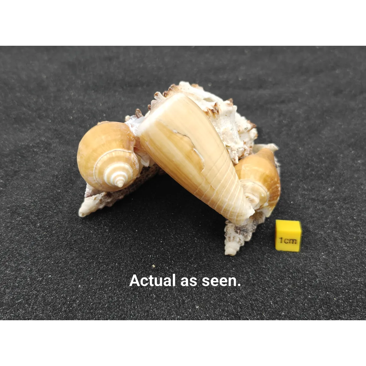 Natural Seashell Aquarium Cave Hideaway