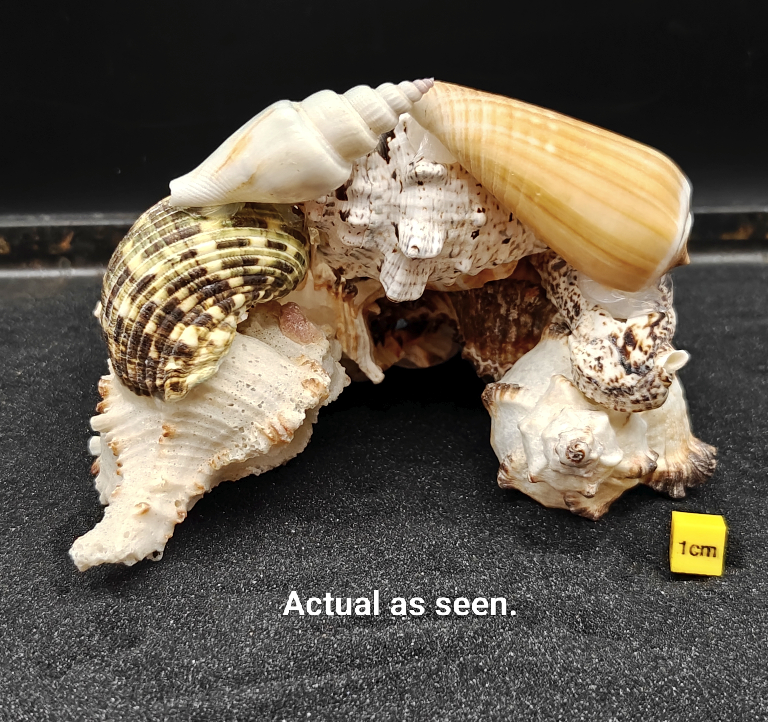 Natural Seashell Aquarium Cave for a Hideaway