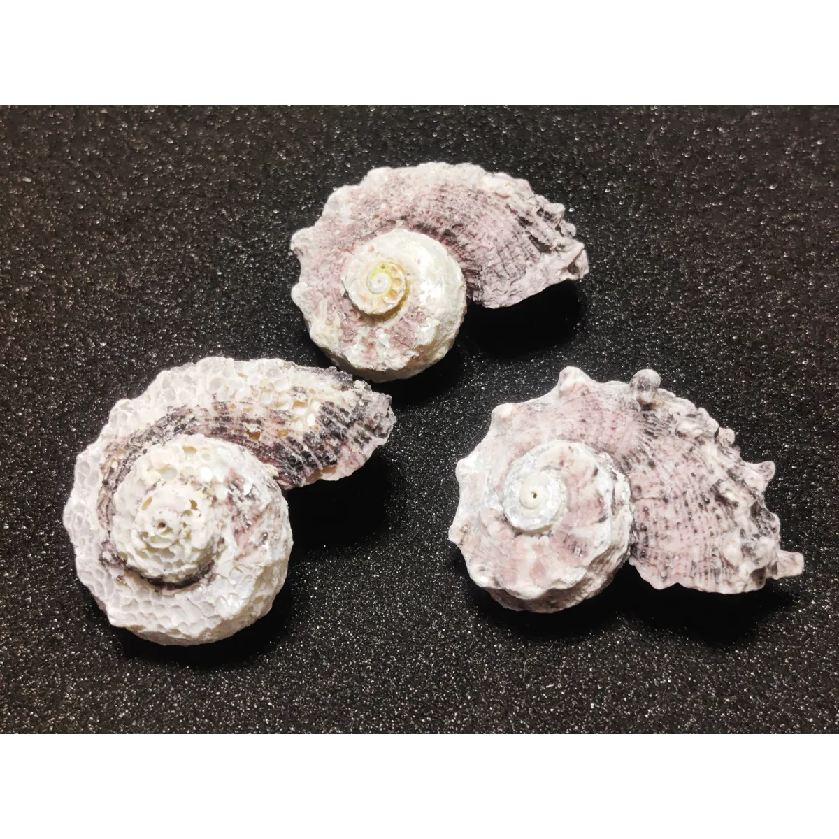 Delphinium Shells (Extra Large) x3