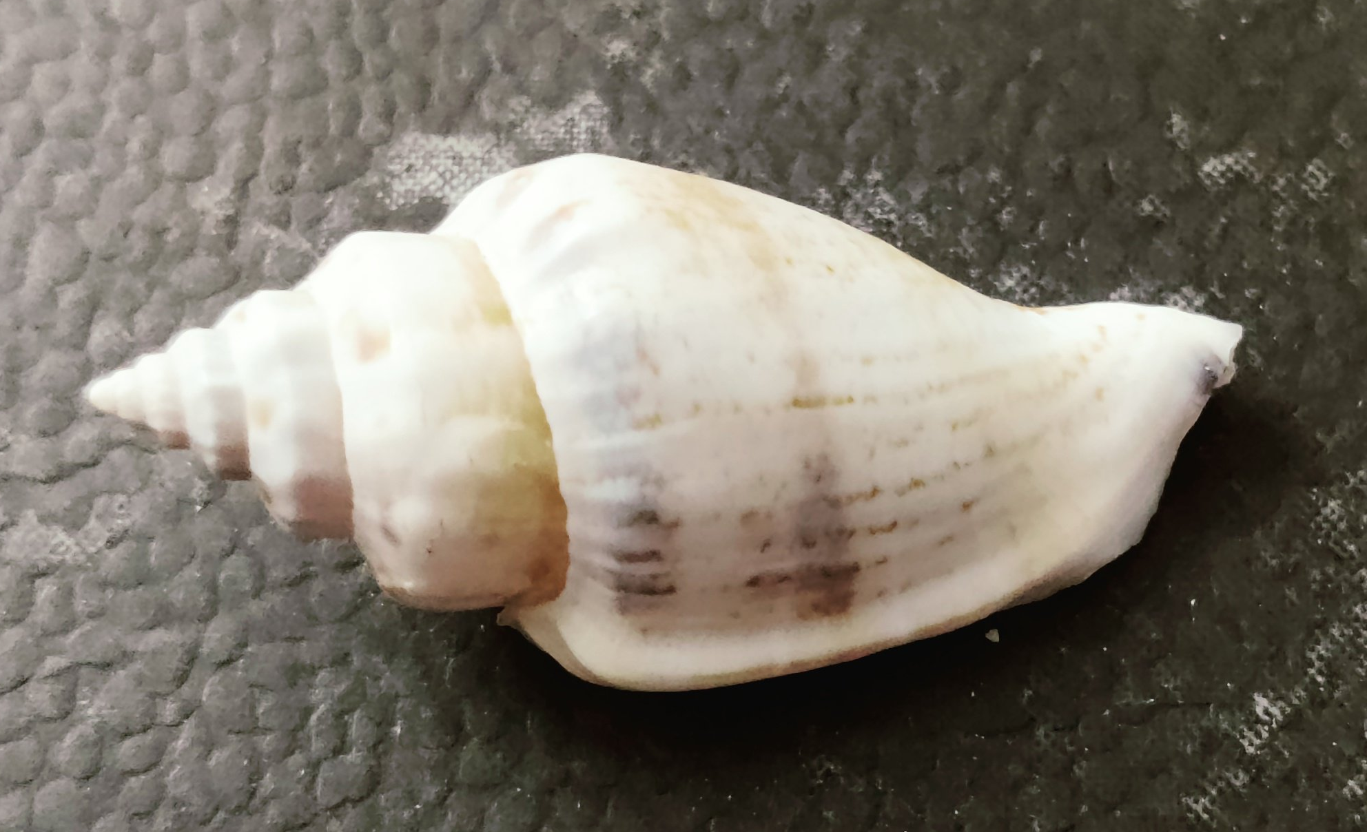 Conch Shell How Are Seashells Created? Or Any Other Shell, Such As A