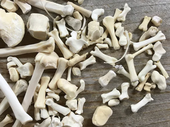 Bones
