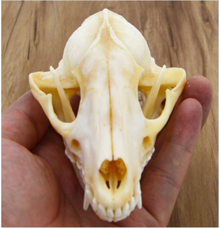 Animal Skull