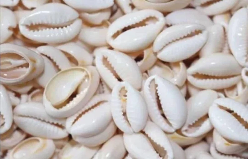 Cowrie Shells (25)