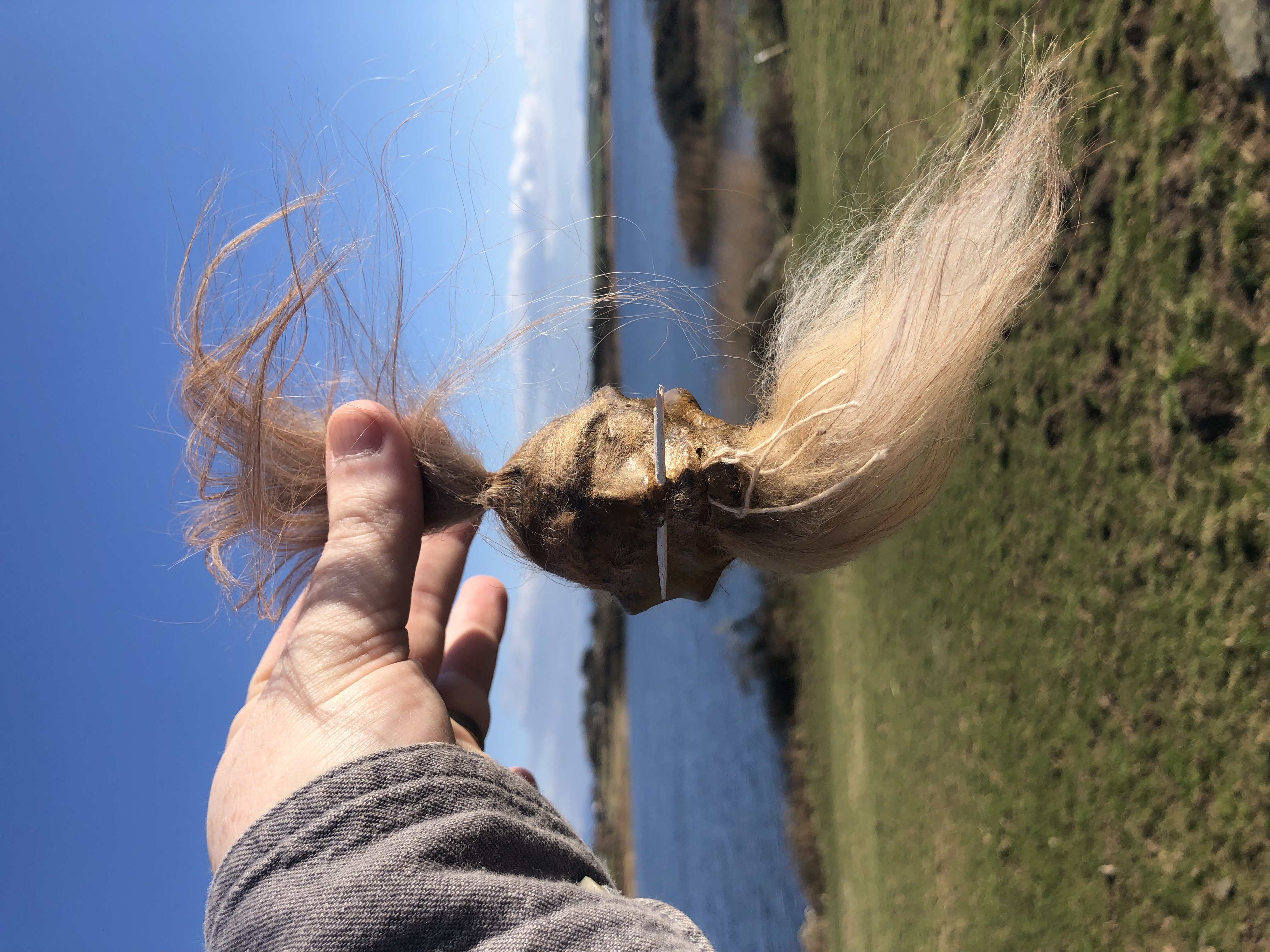 Shrunken Head