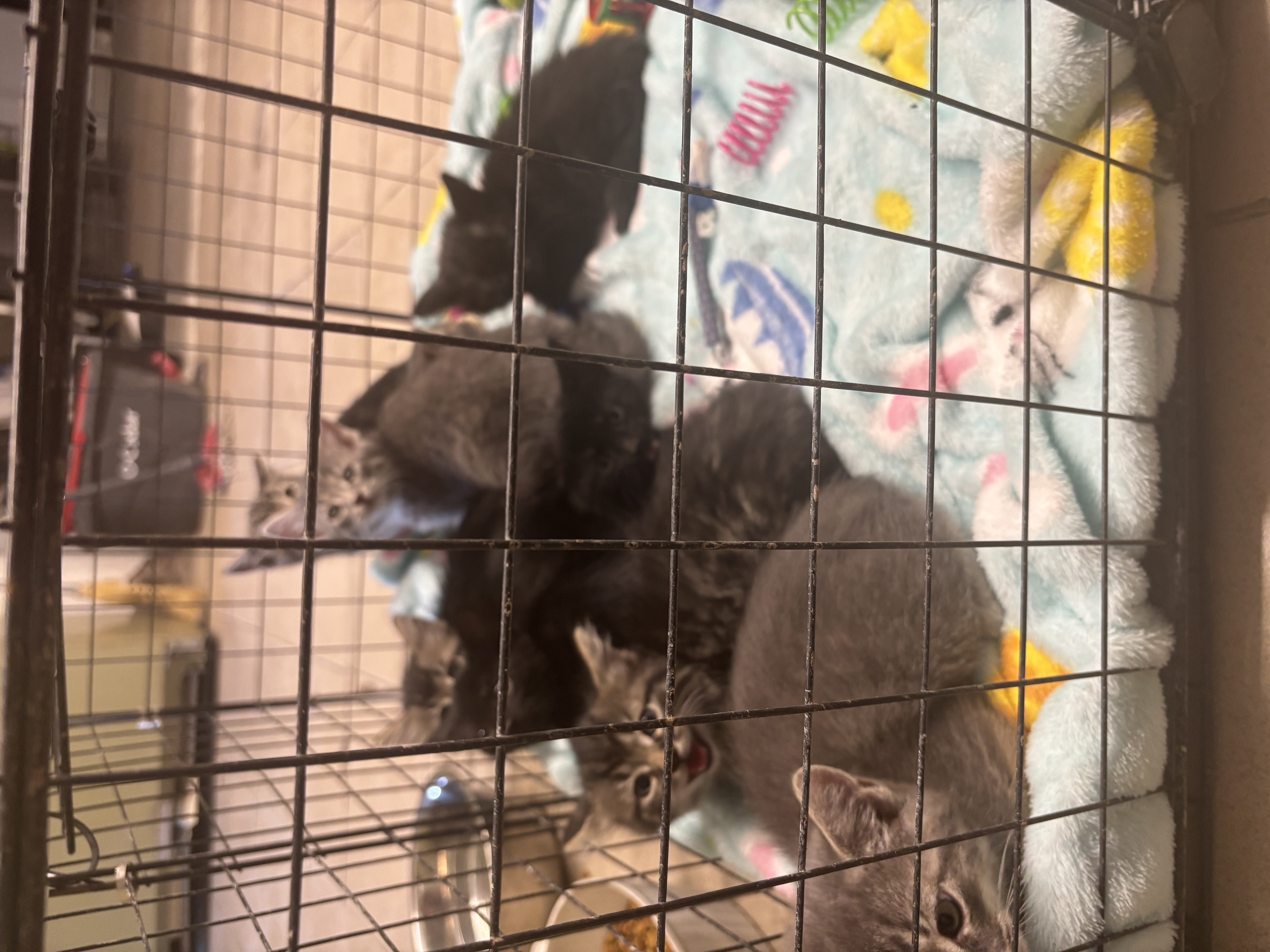 9 crazy babies
