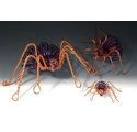 Spiders