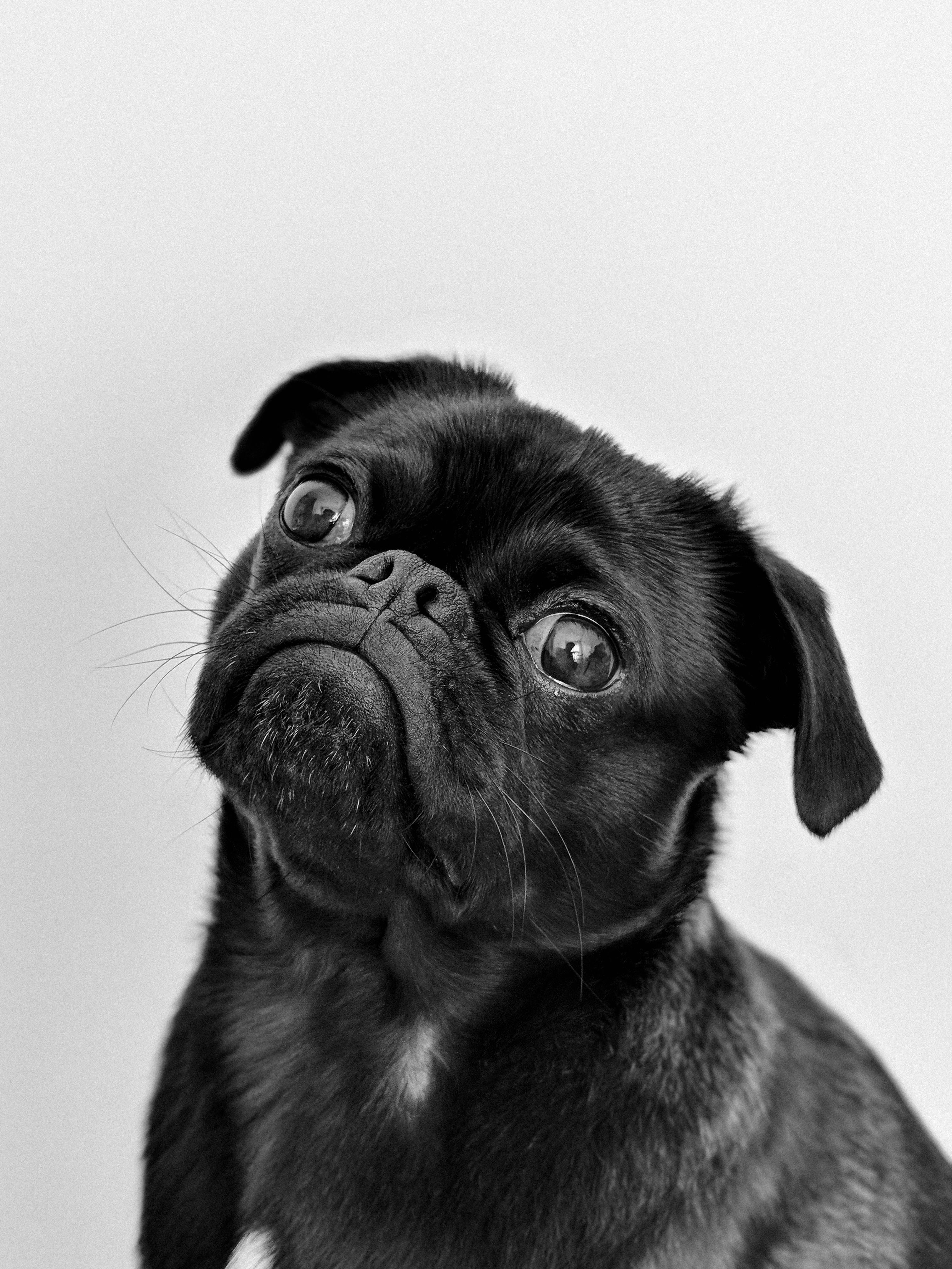 Pet Portraits