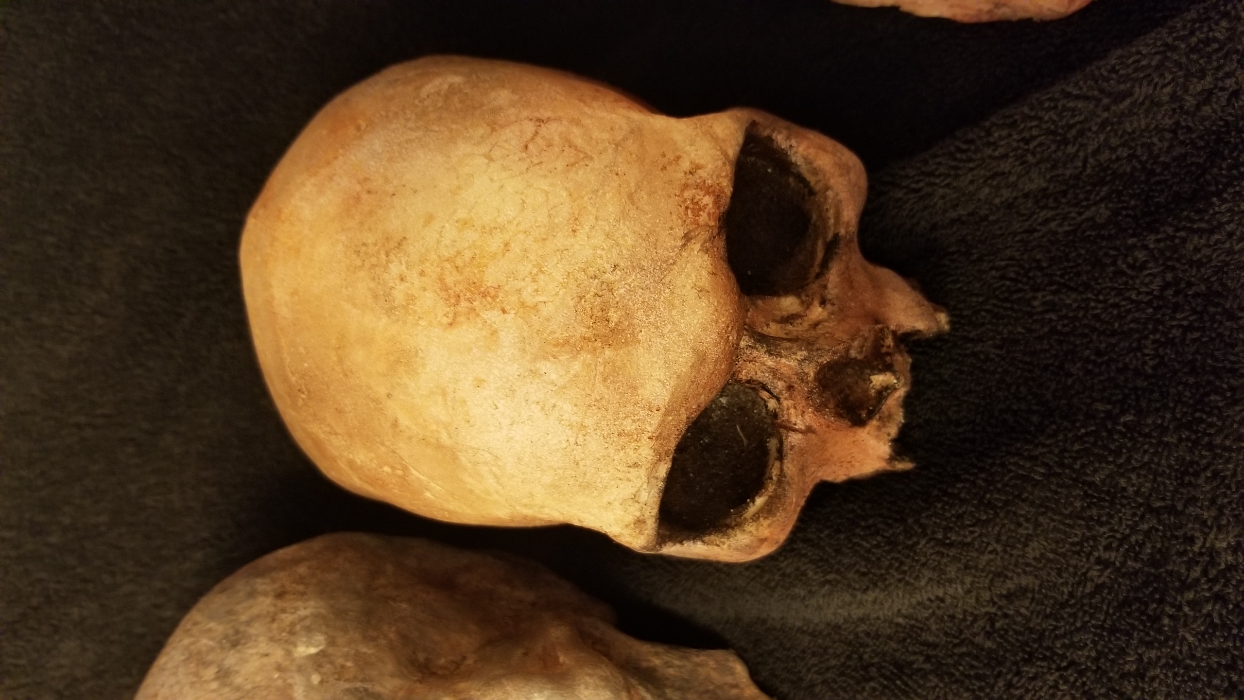 Lot of 5 skulls