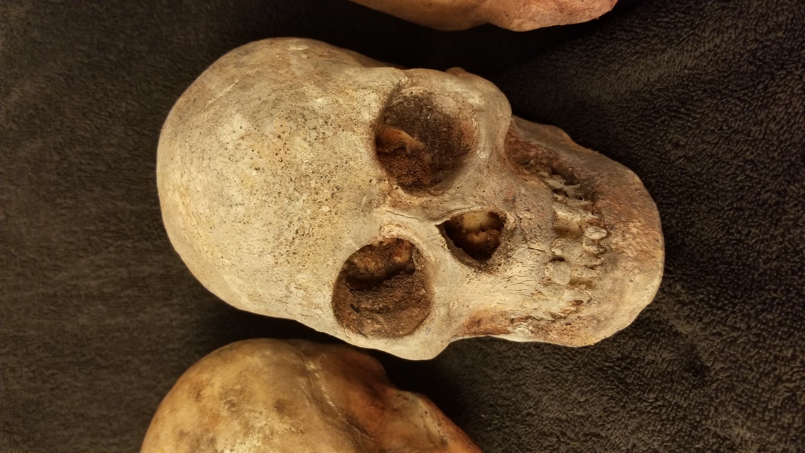 Lot of 5 skulls