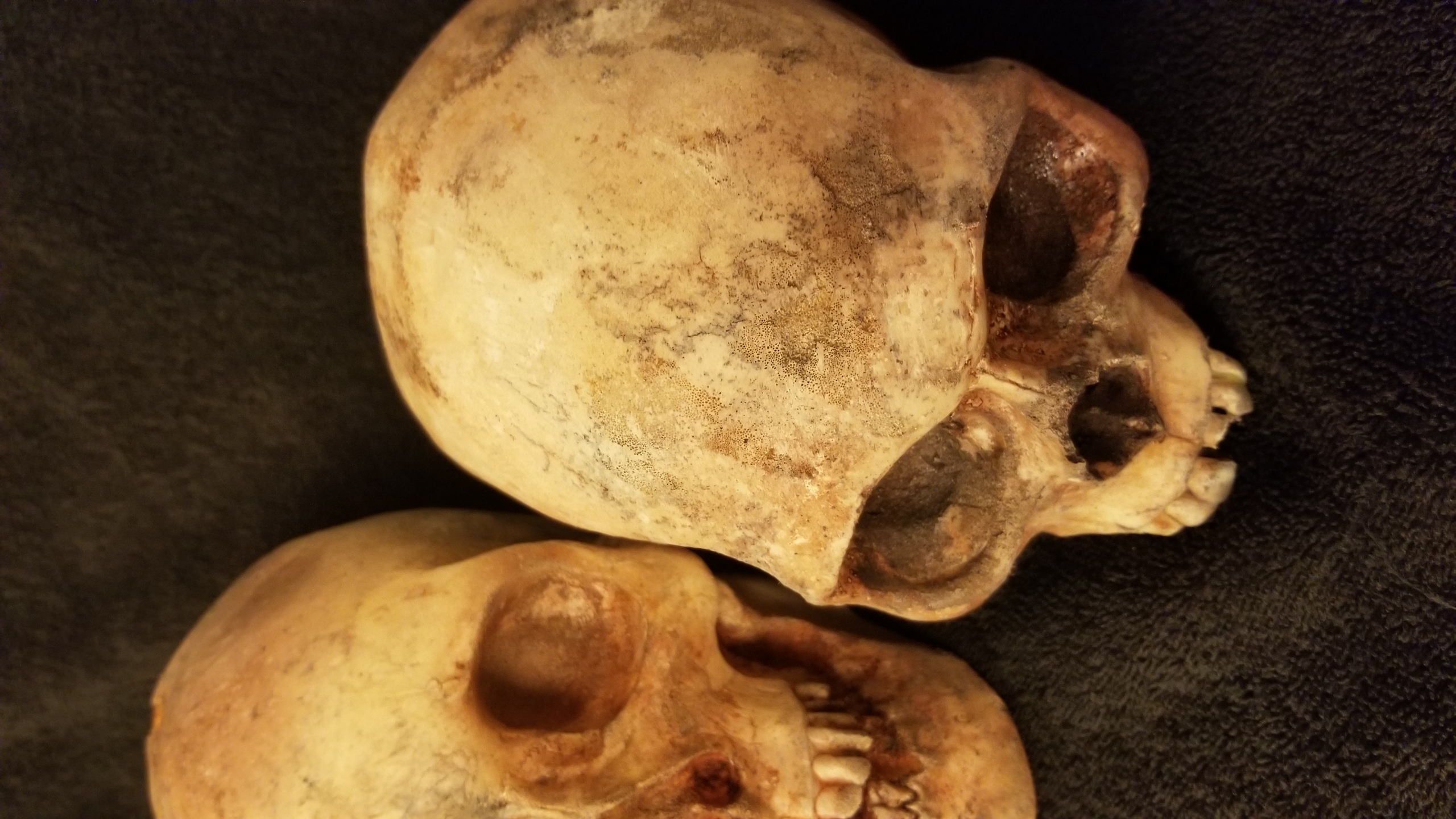 Lot of 5 skulls