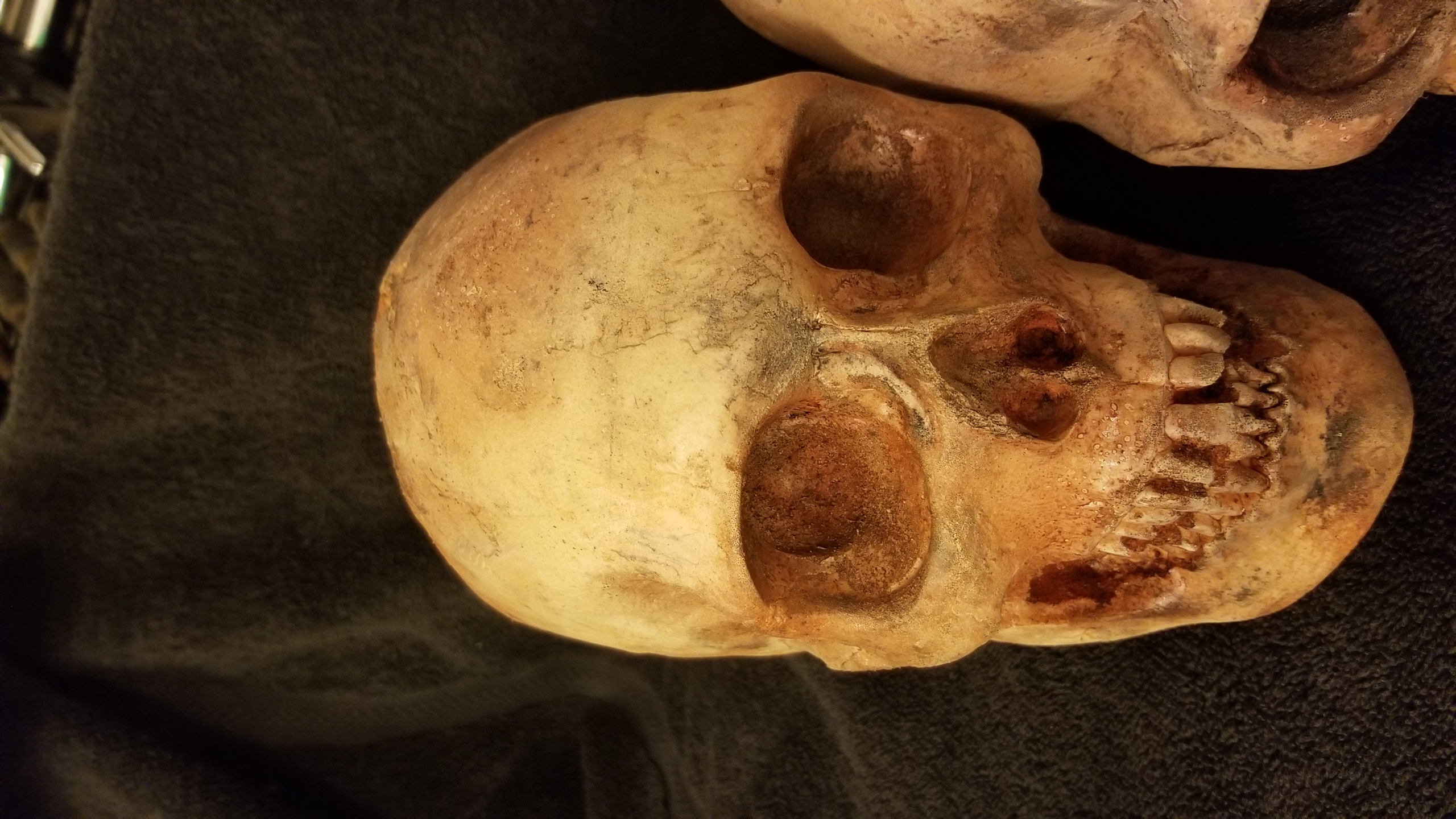 Lot of 5 skulls