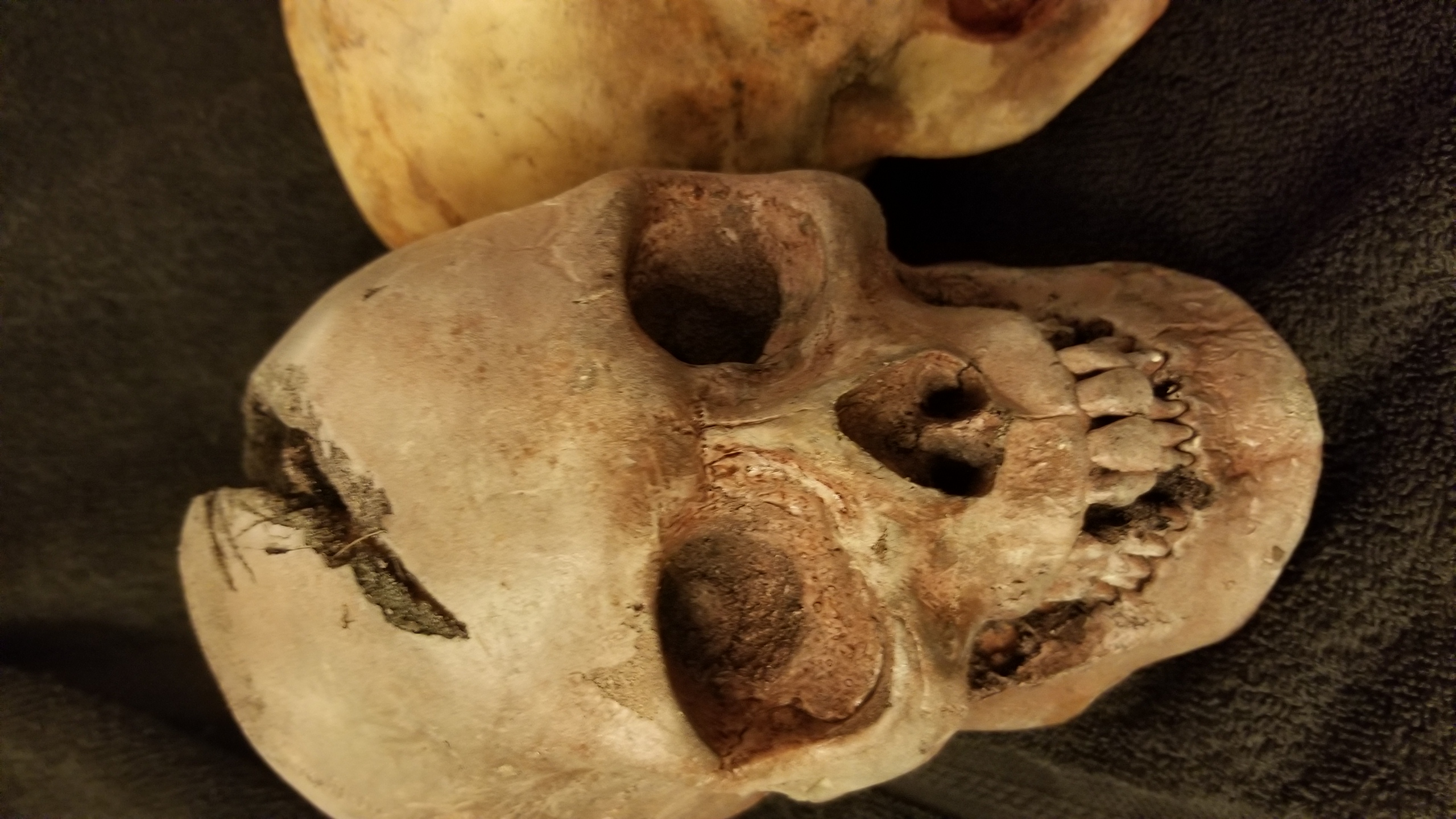 Lot of 5 skulls
