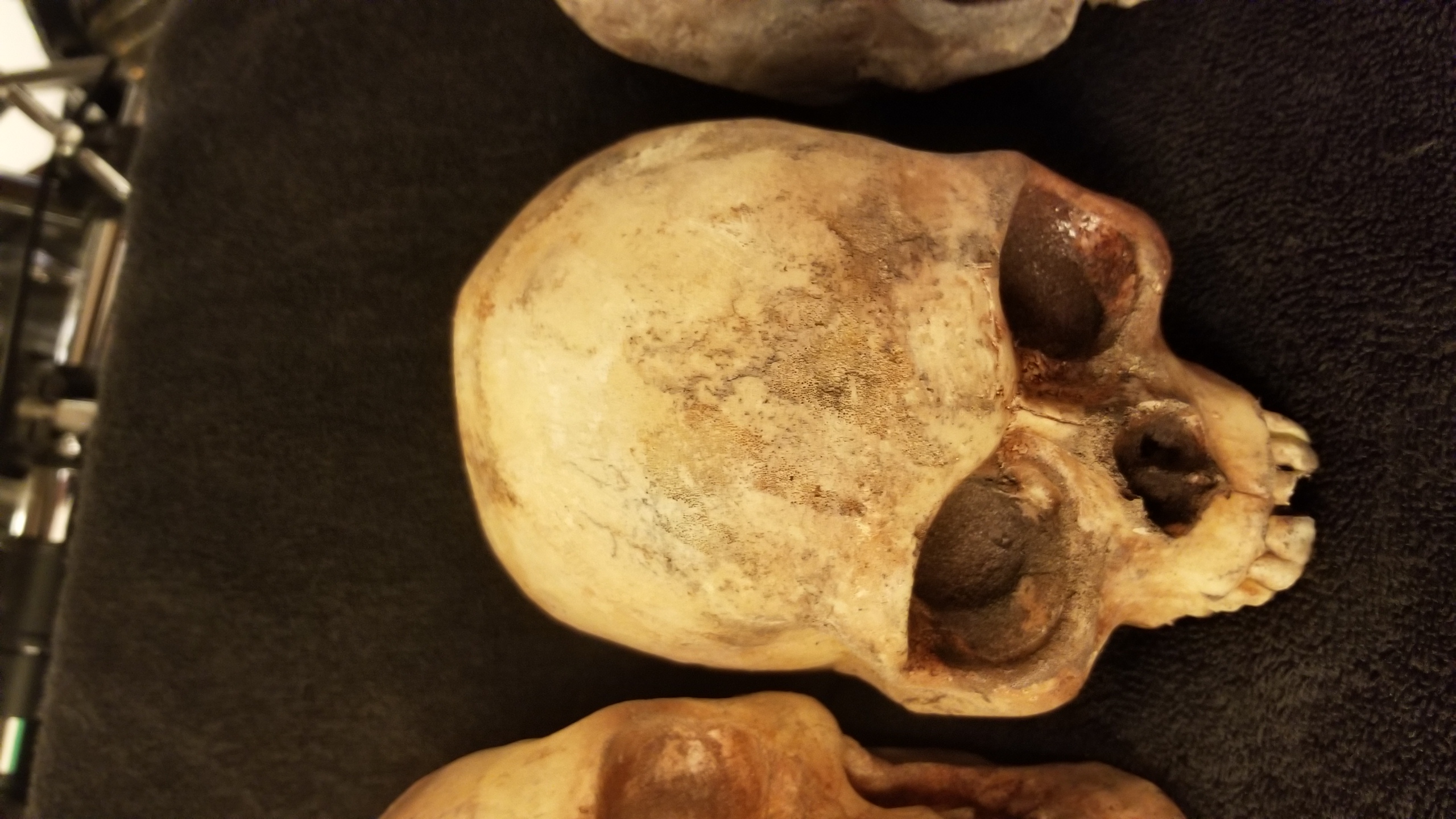 Lot of 5 skulls
