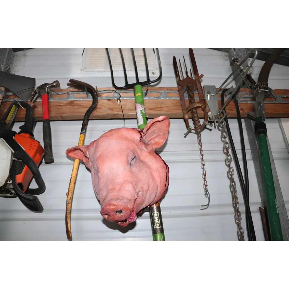 Pig head full size latex prop