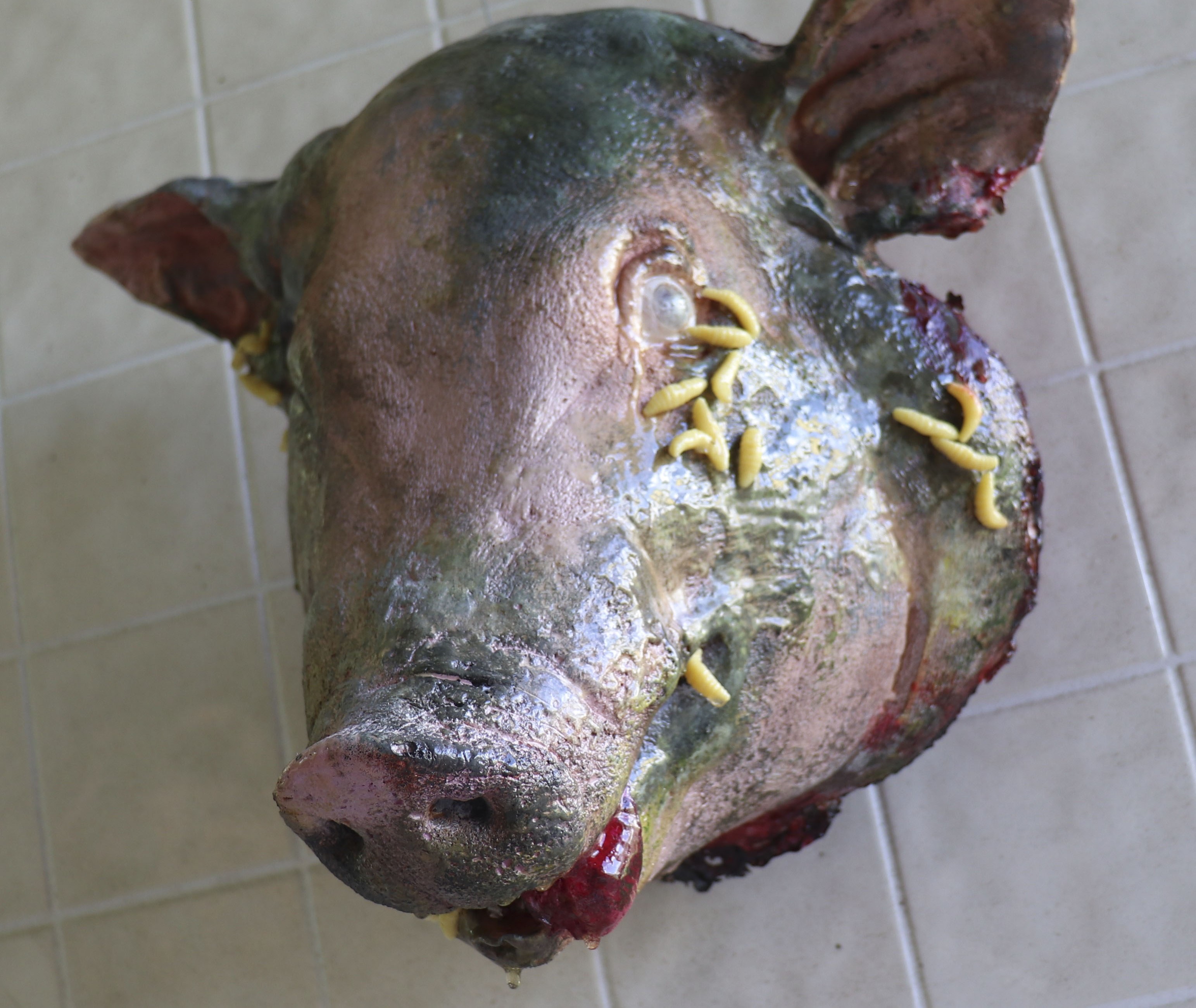Pig head full size latex prop