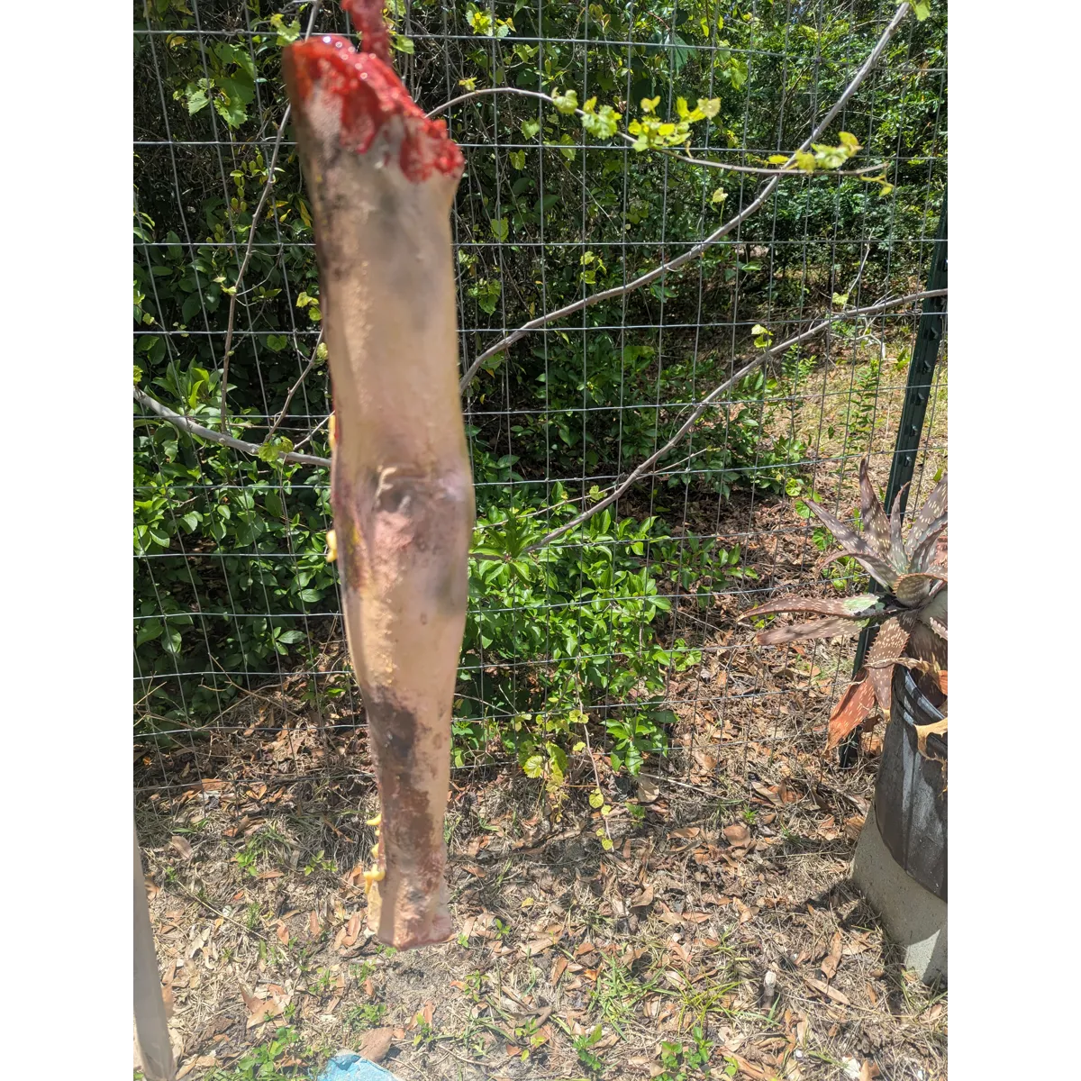 Female full arms single or pair