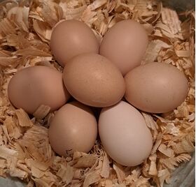 Black Orpington Eggs Preorder