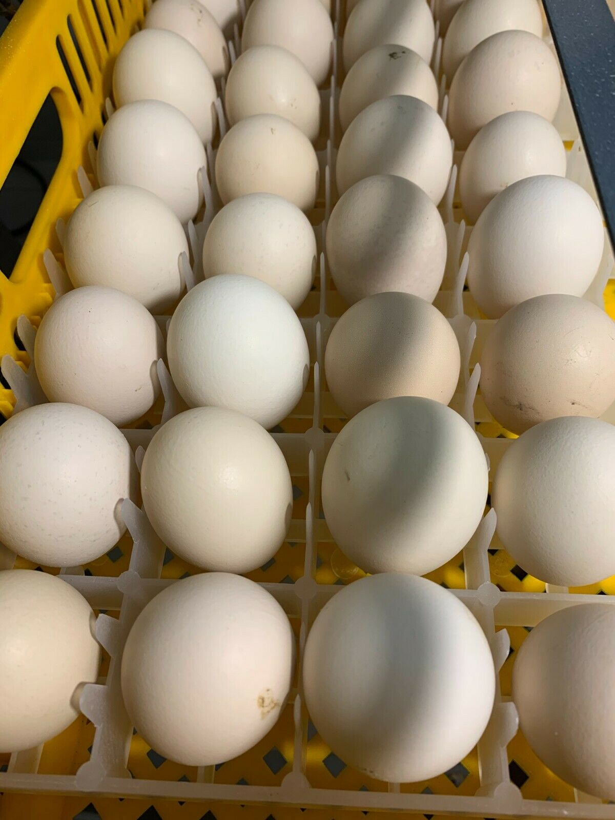 Ayam Cemani Eggs Preorder