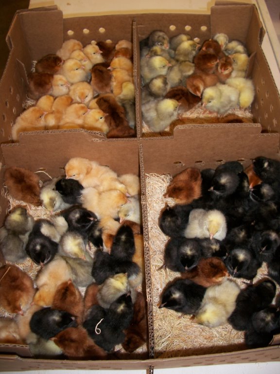 Hatchery Choice Chick Preorder