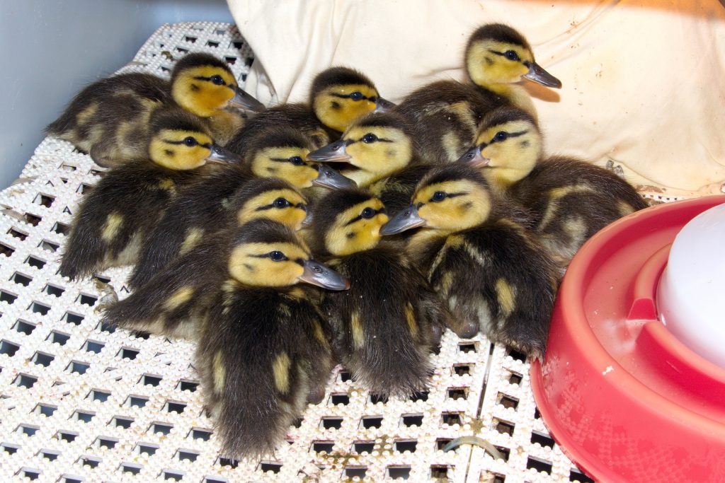 Mallard Ducklings Preorder