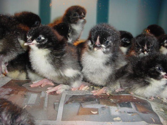 Black Copper Maran Chicks Preorder