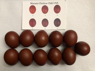 Black Copper Maran Eggs Preorder