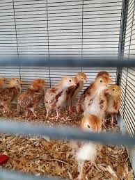 Rhode Island Red Chicks Preorder