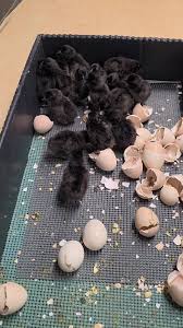 Ayam Cemani Chicks Preorder