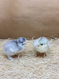 Blue Cochin Bantam Chick