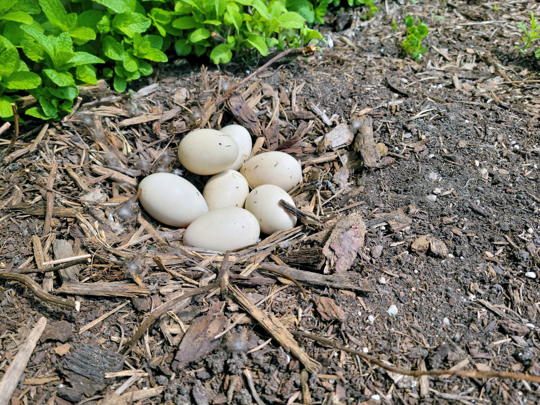 Mallard Duck Eggs