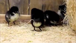 Unsexed Black Orpington Chick