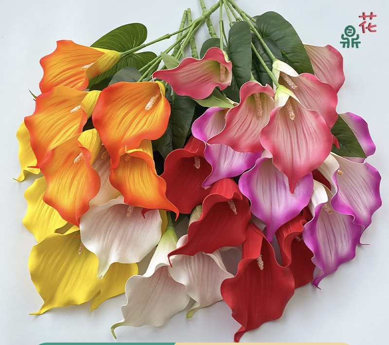Calla Lily