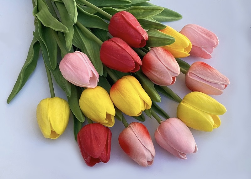 Tulip