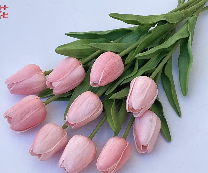 Tulip