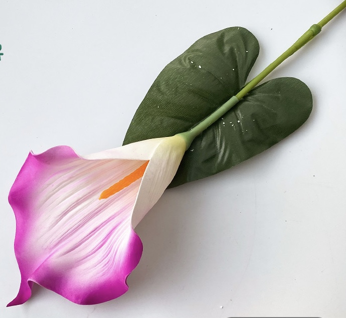 Calla Lily