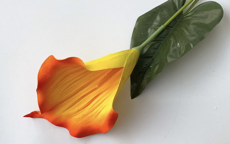 Calla Lily