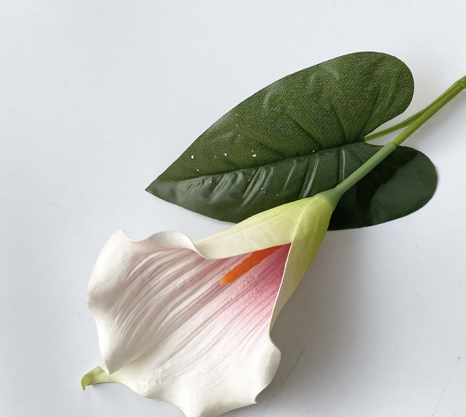 Calla Lily