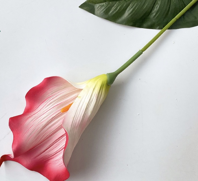 Calla Lily