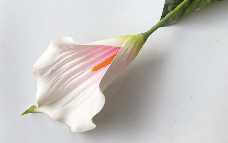 Calla Lily